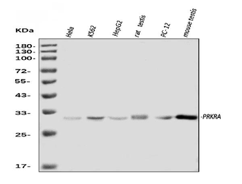 PRKRA Antibody