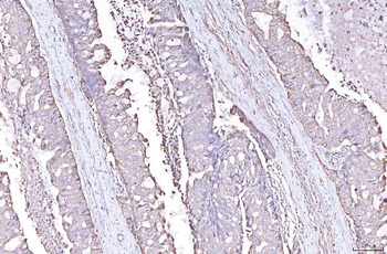 PLP2 Antibody