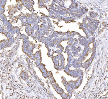 PLP2 Antibody