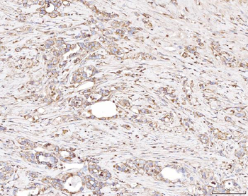 PLP2 Antibody