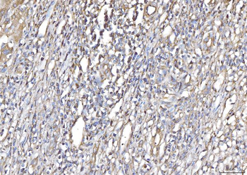 PLP2 Antibody