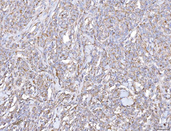 PLP2 Antibody