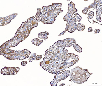 PLP2 Antibody