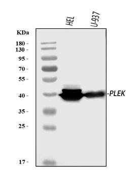 Pleckstrin/PLEK Rabbit Polyclonal Antibody