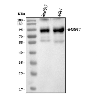 CD204/Msr1 Rabbit Polyclonal Antibody