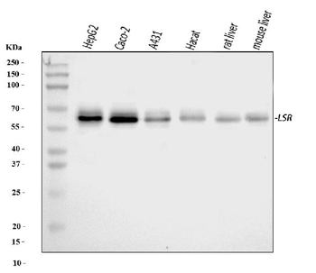 LSR Antibody