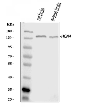 HCN4 Rabbit Polyclonal Antibody