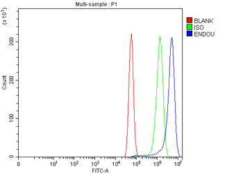 PP11/ENDOU Rabbit Polyclonal Antibody