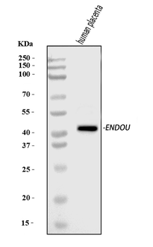 PP11/ENDOU Rabbit Polyclonal Antibody