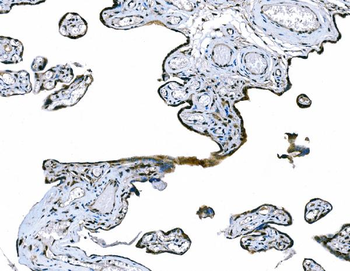CD101 Rabbit Polyclonal Antibody