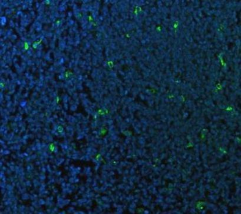 CD68 Antibody