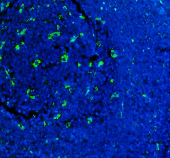 CD68 Antibody