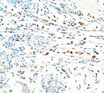 CD68 Antibody