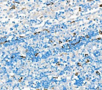 CD68 Antibody