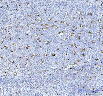 CD68 Antibody