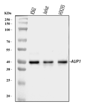 AUP1 Rabbit Polyclonal Antibody