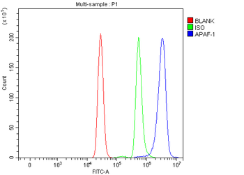 APAF1 Rabbit Polyclonal Antibody