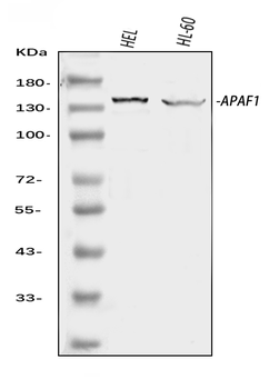 APAF1 Rabbit Polyclonal Antibody