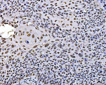 PC4/SUB1 Mouse Monoclonal Antibody