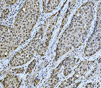 PC4/SUB1 Mouse Monoclonal Antibody