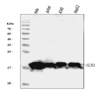 PC4/SUB1 Mouse Monoclonal Antibody