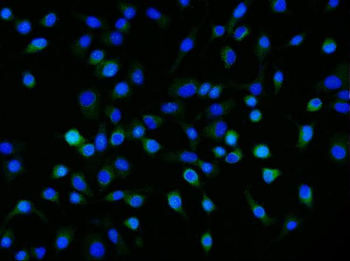 Neuropilin 1 Mouse Monoclonal Antibody