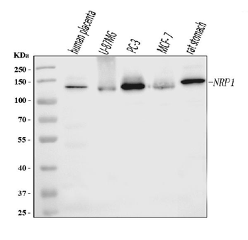 Neuropilin 1 Mouse Monoclonal Antibody