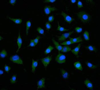 Neuropilin 1 Mouse Monoclonal Antibody