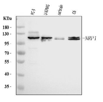 Neuropilin 1 Mouse Monoclonal Antibody