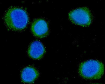 CD55 Antibody (monoclonal, 5B9E1)