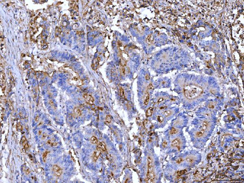 CD55 Antibody (monoclonal, 5B9E1)