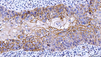 CD55 Antibody (monoclonal, 5B9E1)