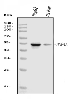HNF-4-alpha/HNF Mouse Monoclonal Antibody