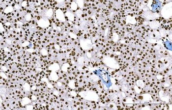 Histone H1.0/H1F0 Antibody (monoclonal, 5I3E6)