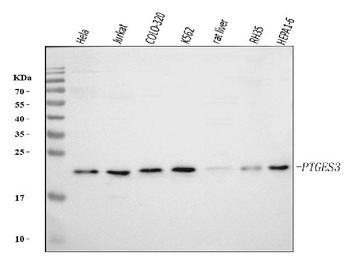 p23/PTGES3 Mouse Monoclonal Antibody