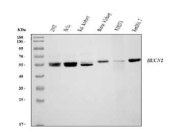 Beclin 1 Antibody (monoclonal, 2D12A3)