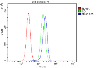 ERp57 Mouse Monoclonal Antibody