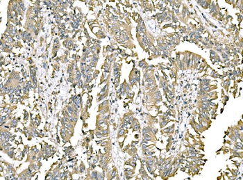 ERp57 Mouse Monoclonal Antibody