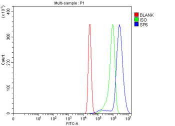 SP6 Rabbit Polyclonal Antibody