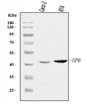 SP6 Rabbit Polyclonal Antibody