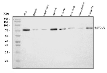 RANGAP1 Antibody