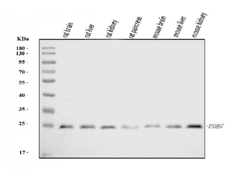 Proteasome 20S beta 7/PSMB7 Antibody