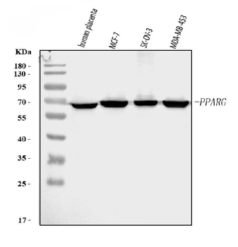 PPAR gamma/PPARG Rabbit Polyclonal Antibody