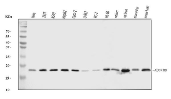 NDUFB8 Antibody