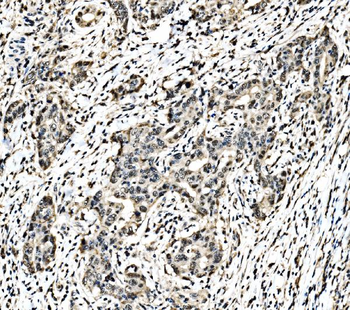 c-Jun/JUN Rabbit Polyclonal Antibody
