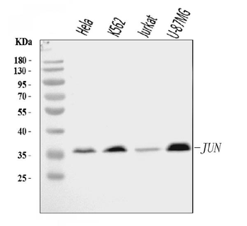 c-Jun/JUN Rabbit Polyclonal Antibody