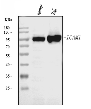 ICAM1 Rabbit Polyclonal Antibody