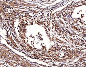 ENO1 Antibody