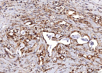 ENO1 Antibody