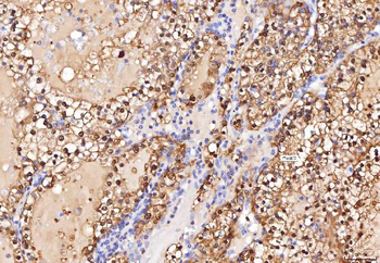 ENO1 Antibody